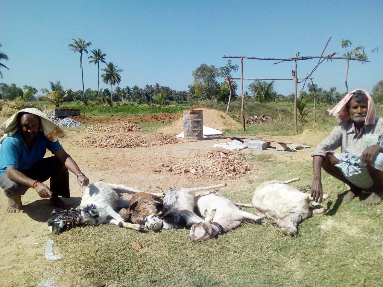 ನಾಯಿ ದಾಳಿಗೆ 5 ಕುರಿಗಳು ಬಲಿ